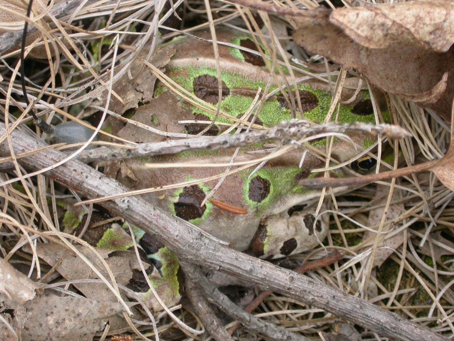 Leopard Frog Hiding